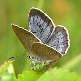 Taller de mariposas